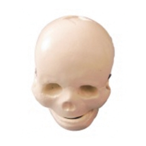 Baby skull model